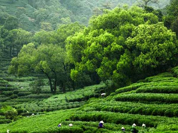 暖春?jiǎn)柌?| 探訪隱藏在杭州茶園里的小資民宿