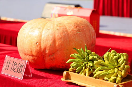 張掖甘州區 農特產品競拍助力豐收，優質好貨惠及四方