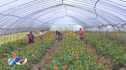 一組數據看我國農業農村發展 初級農產品穩產保供，鄉村全面振興成效顯著