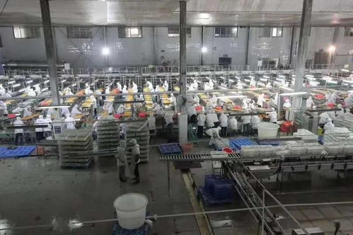 湖北食品廠季節性招聘公告 誠聘初級農產品加工員工