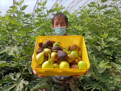 烏魯木齊打造高品質(zhì)初級(jí)農(nóng)產(chǎn)品 綠色農(nóng)業(yè)的新篇章