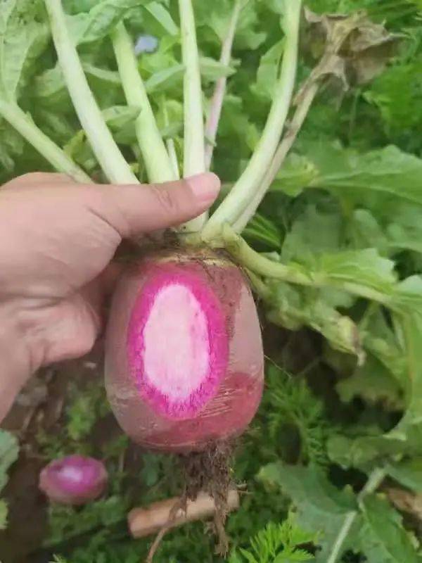 扎實(shí)開(kāi)展農(nóng)產(chǎn)品質(zhì)量安全抽檢活動(dòng)，筑牢初級(jí)農(nóng)產(chǎn)品安全防線