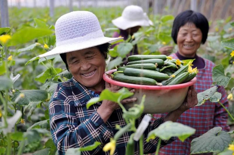 破浪前行 張紅宇解讀我國(guó)農(nóng)民合作社在初級(jí)農(nóng)產(chǎn)品領(lǐng)域的發(fā)展趨勢(shì)