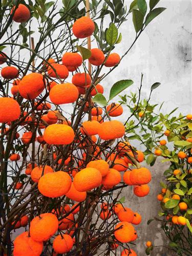 中國(guó)農(nóng)產(chǎn)品行情確立多頭持倉(cāng) 一枝獨(dú)秀，否極泰來(lái)的基礎(chǔ)生活物資投資機(jī)遇